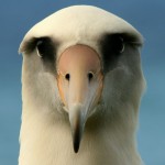 Albatross eyes